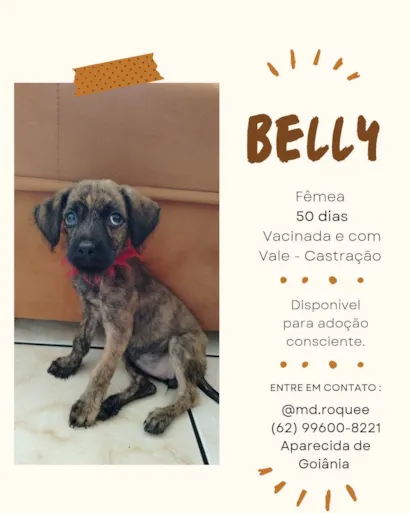 Cachorro raça SRD-ViraLata idade 2 a 6 meses nome Belly