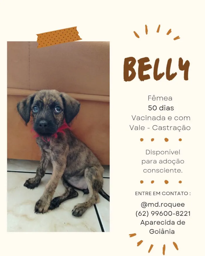Cachorro ra a SRD-ViraLata idade 2 a 6 meses nome Belly