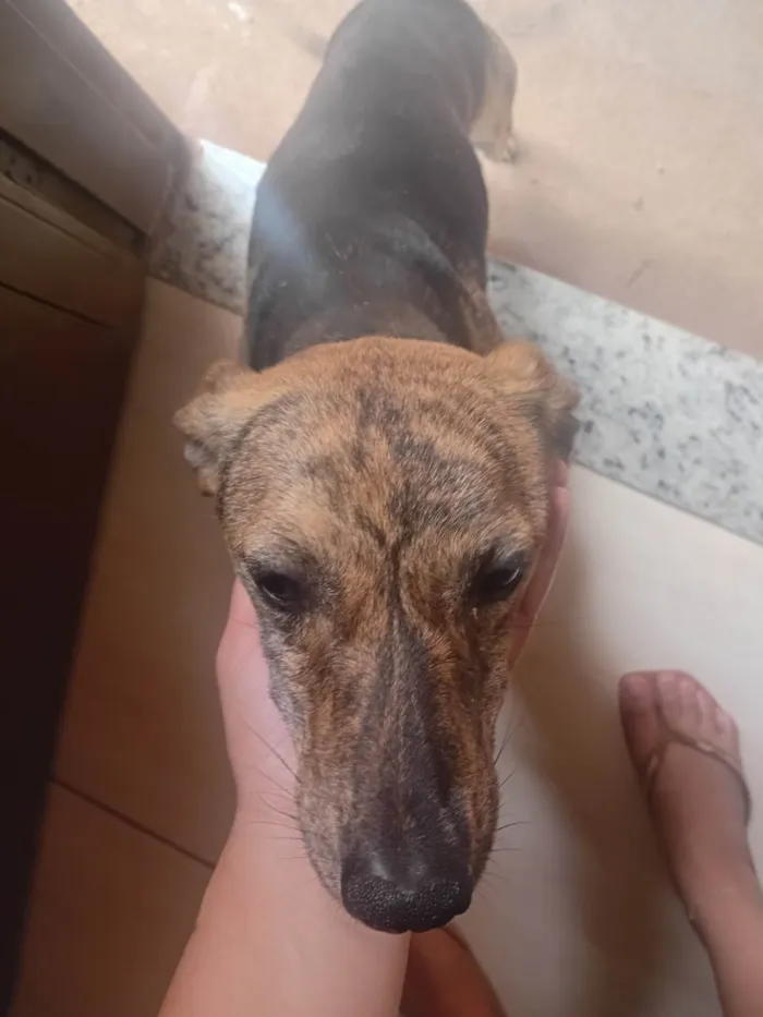 Cachorro ra a SRD-ViraLata idade 2 a 6 meses nome Mel