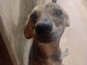 Cachorro raça SRD-ViraLata idade 2 a 6 meses nome Mel