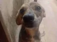 Mel