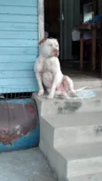 Apollo