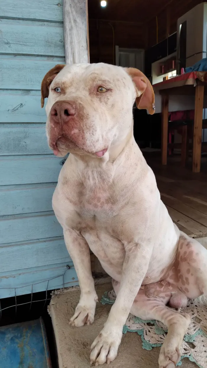 Cachorro ra a Pit-Bull idade 3 anos nome Apollo