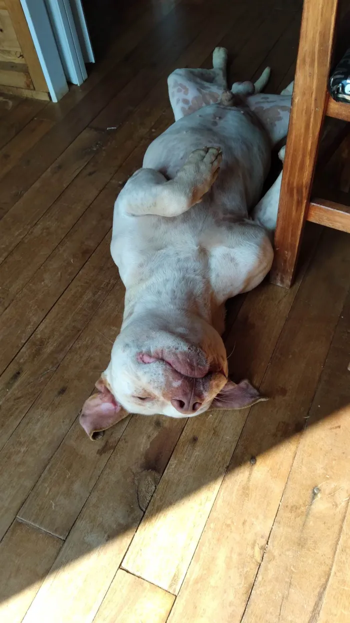 Cachorro ra a Pit-Bull idade 3 anos nome Apollo