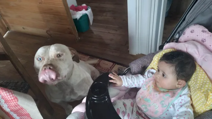 Cachorro ra a Pit-Bull idade 3 anos nome Apollo