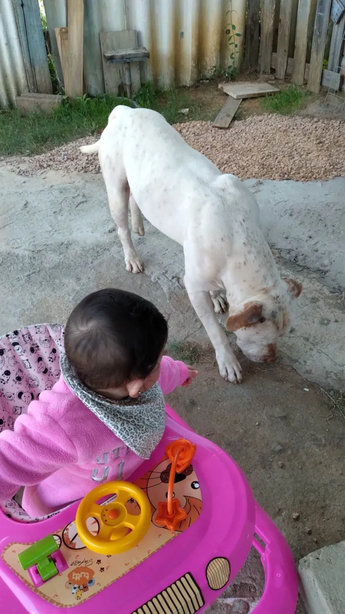 Cachorro ra a Pit-Bull idade 3 anos nome Apollo