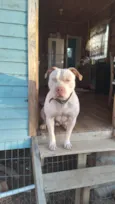 Apollo