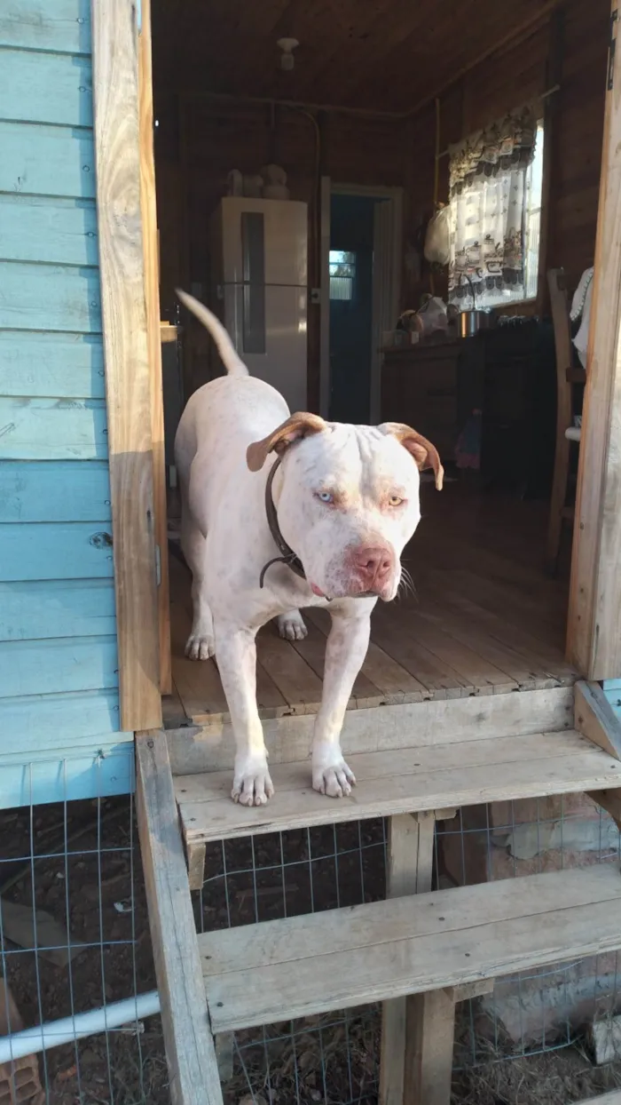 Cachorro ra a Pit-Bull idade 3 anos nome Apollo
