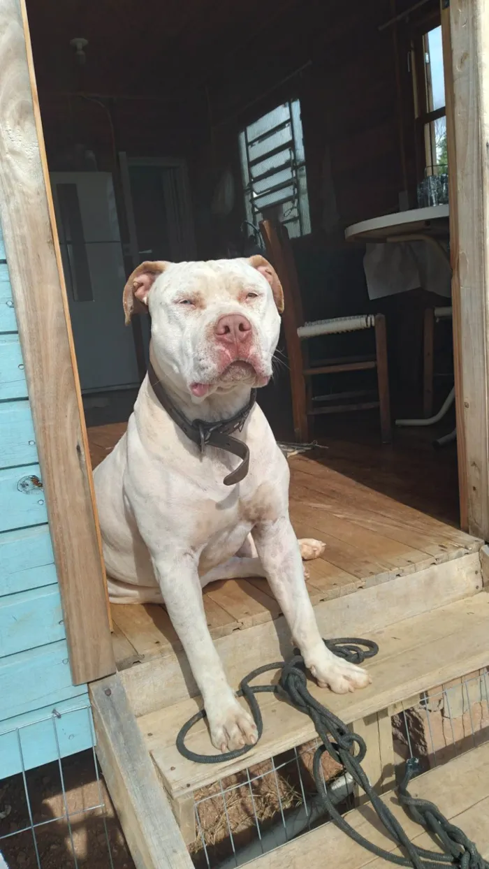 Cachorro ra a Pit-Bull idade 3 anos nome Apollo