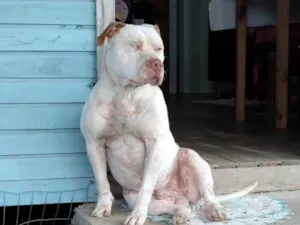 Cachorro raça Pit-Bull idade 3 anos nome Apollo