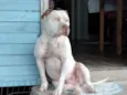 Apollo