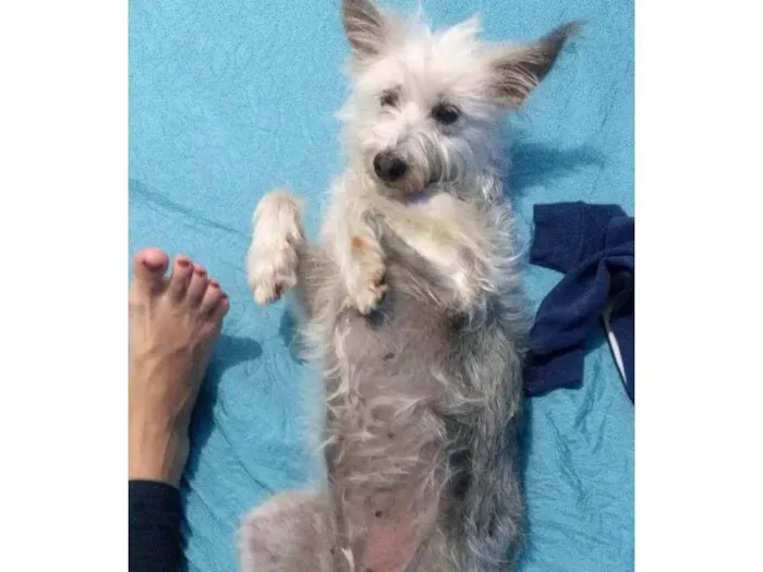 Cachorro ra a SRD-ViraLata idade 4 anos nome Luna 
