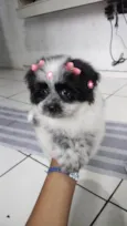 Minie
