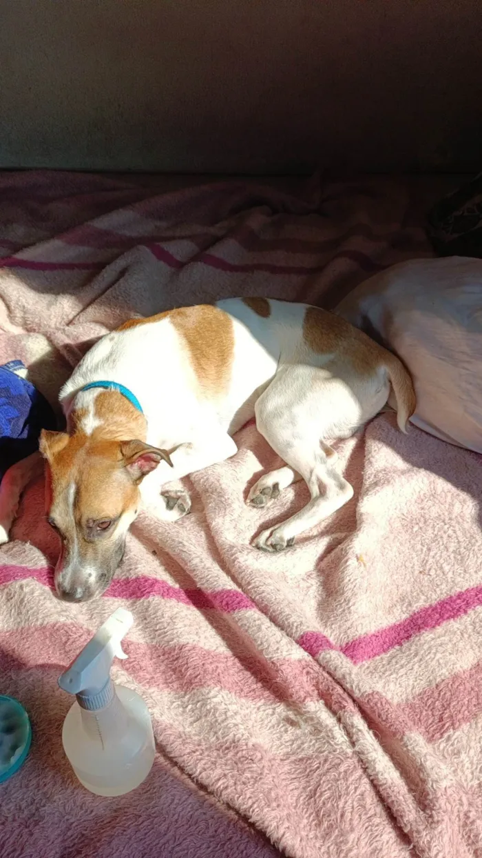 Cachorro ra a SRD-ViraLata idade 2 anos nome Zaraki