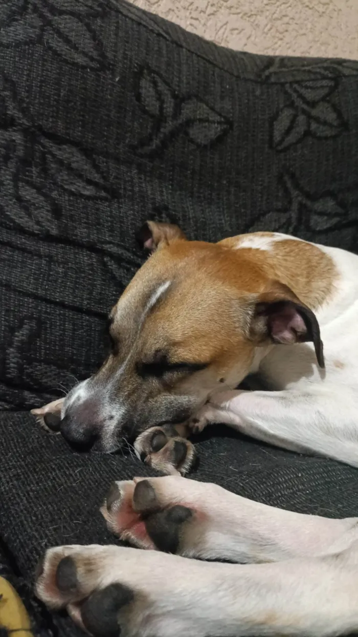 Cachorro ra a SRD-ViraLata idade 2 anos nome Zaraki
