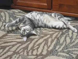 Gato raça SRD-ViraLata idade 2 anos nome Luna