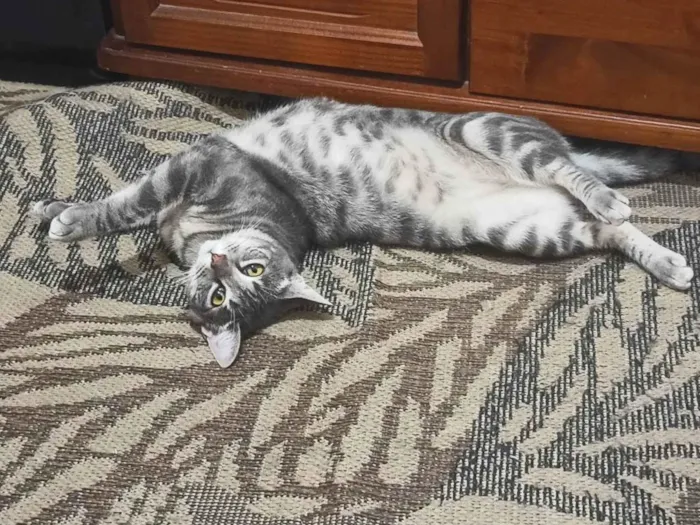 Gato ra a SRD-ViraLata idade 2 anos nome Luna
