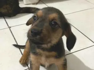 Cachorro raça SRD-ViraLata idade Abaixo de 2 meses nome Sem nomes