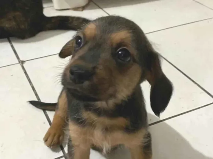 Cachorro ra a SRD-ViraLata idade Abaixo de 2 meses nome Sem nomes
