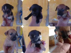 Cachorro raça SRD-ViraLata idade 2 a 6 meses nome Stefanekaroline 