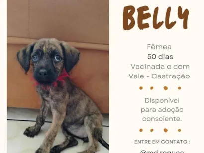 Cachorro raça SRD-ViraLata idade 2 a 6 meses nome Belly