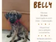 Belly