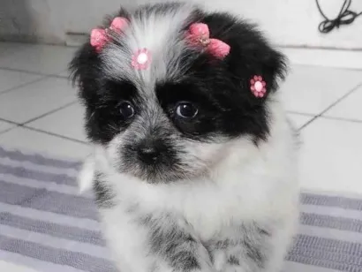 Cachorro raça Lhasa Apso idade 2 a 6 meses nome Minie 