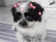 Minie