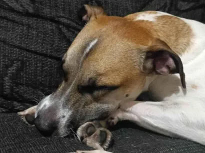 Cachorro raça SRD-ViraLata idade 2 anos nome Zaraki