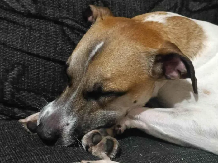Cachorro ra a SRD-ViraLata idade 2 anos nome Zaraki