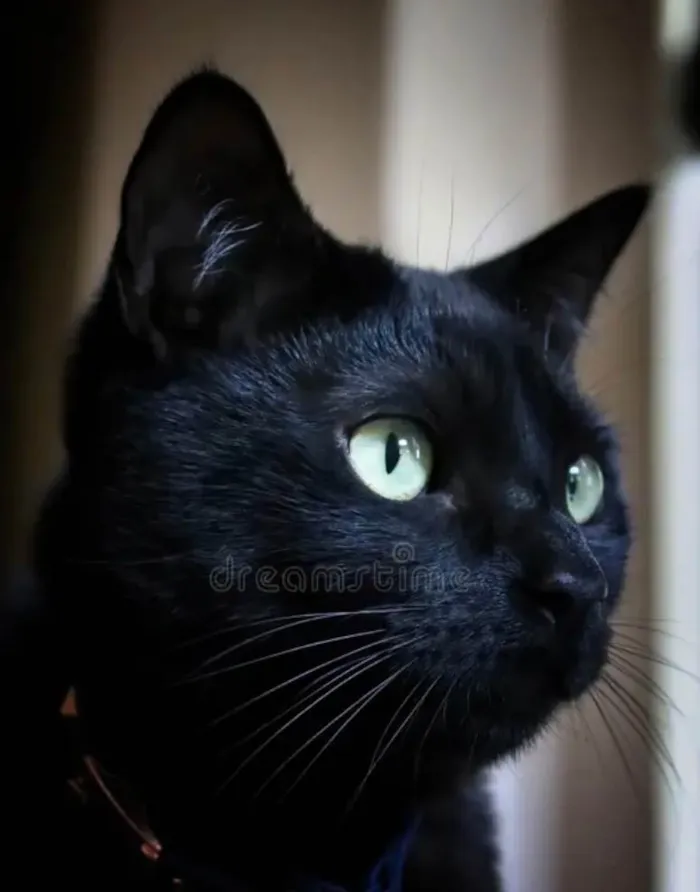 Gato ra a SRD-ViraLata idade 2 a 6 meses nome Pietro 