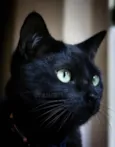 Pietro