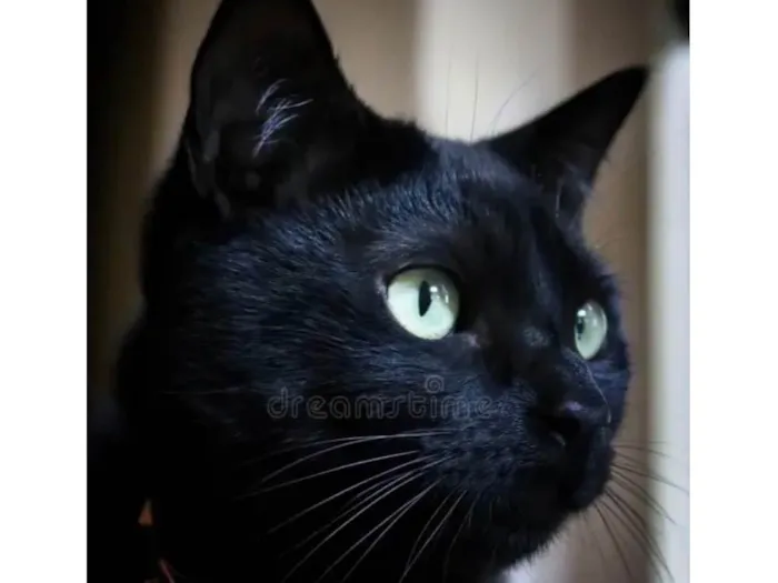 Gato ra a SRD-ViraLata idade 2 a 6 meses nome Pietro 