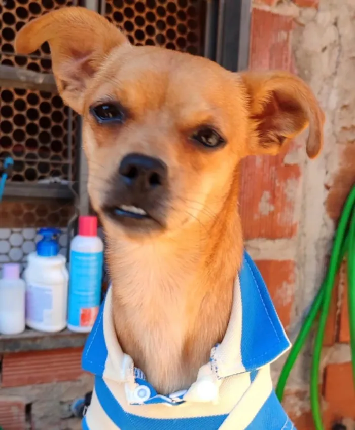 Cachorro ra a Pinscher idade 7 a 11 meses nome Pingo 