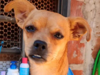 Cachorro raça Pinscher idade 7 a 11 meses nome Pingo 