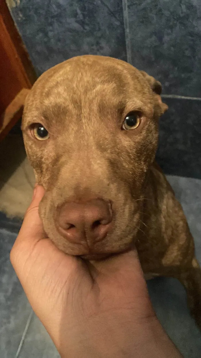Cachorro ra a Pit-Bull idade 2 a 6 meses nome Drak 