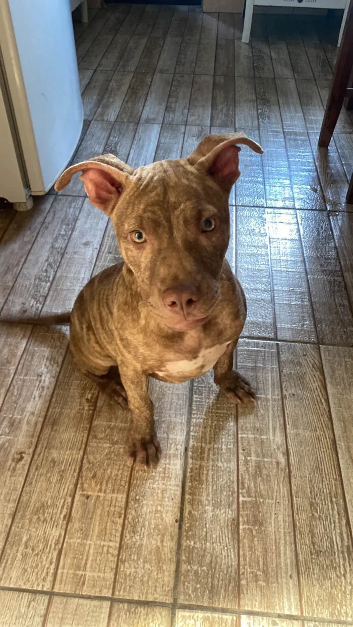 Cachorro ra a Pit-Bull idade 2 a 6 meses nome Drak 