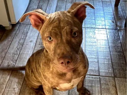 Cachorro raça Pit-Bull idade 2 a 6 meses nome Drak 