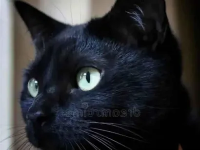 Gato raça SRD-ViraLata idade 2 a 6 meses nome Pietro 