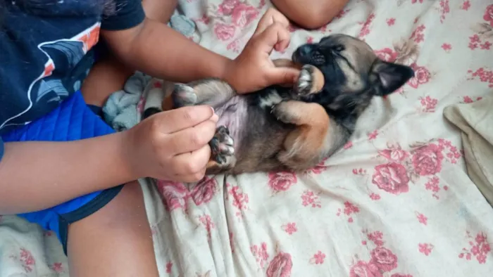 Cachorro ra a SRD-ViraLata idade Abaixo de 2 meses nome Alladim