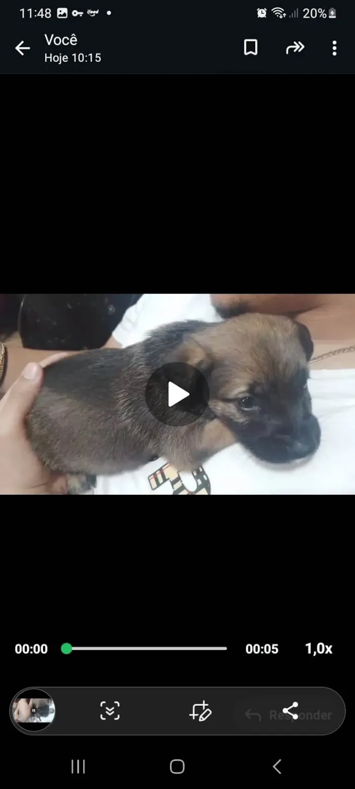 Cachorro ra a SRD-ViraLata idade Abaixo de 2 meses nome Alladim