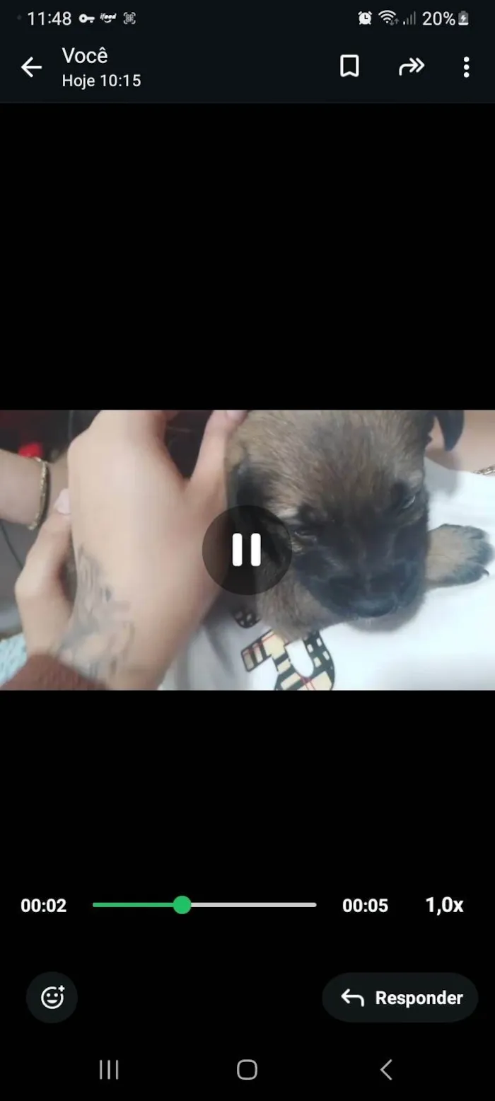 Cachorro ra a SRD-ViraLata idade Abaixo de 2 meses nome Alladim