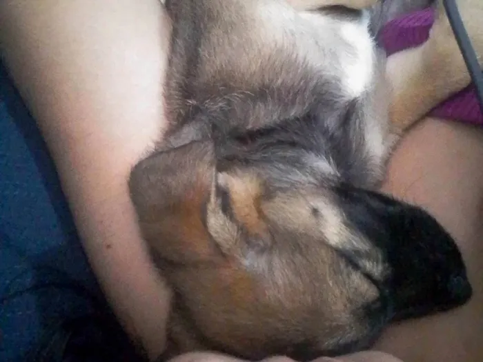 Cachorro ra a SRD-ViraLata idade Abaixo de 2 meses nome Alladim