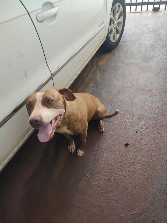Cachorro ra a Pit-Bull idade 2 anos nome Mery Jane