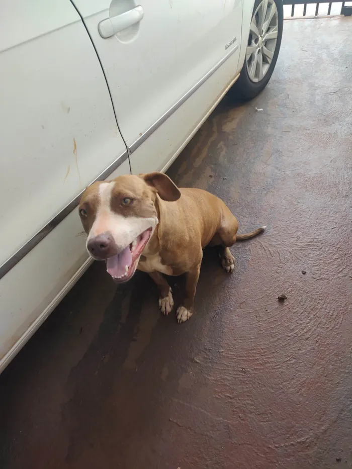 Cachorro ra a Pit-Bull idade 2 anos nome Mery Jane