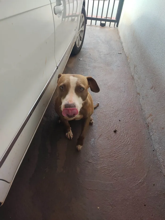 Cachorro ra a Pit-Bull idade 2 anos nome Mery Jane