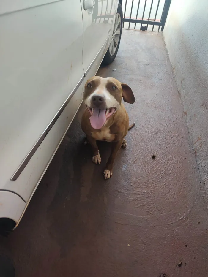 Cachorro ra a Pit-Bull idade 2 anos nome Mery Jane