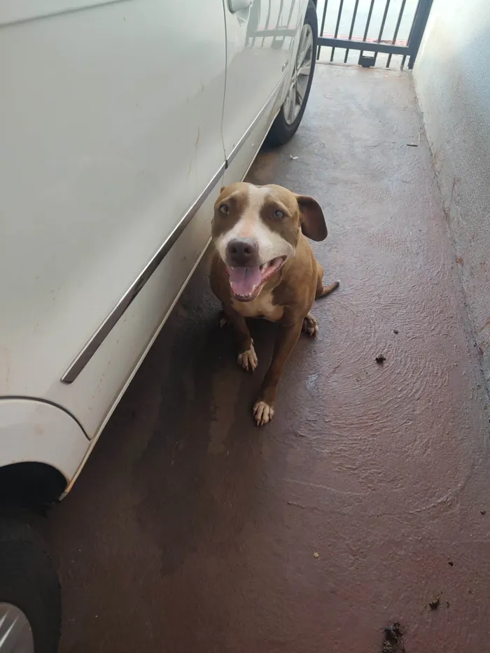 Cachorro ra a Pit-Bull idade 2 anos nome Mery Jane