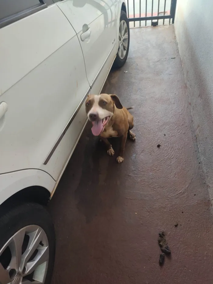 Cachorro ra a Pit-Bull idade 2 anos nome Mery Jane