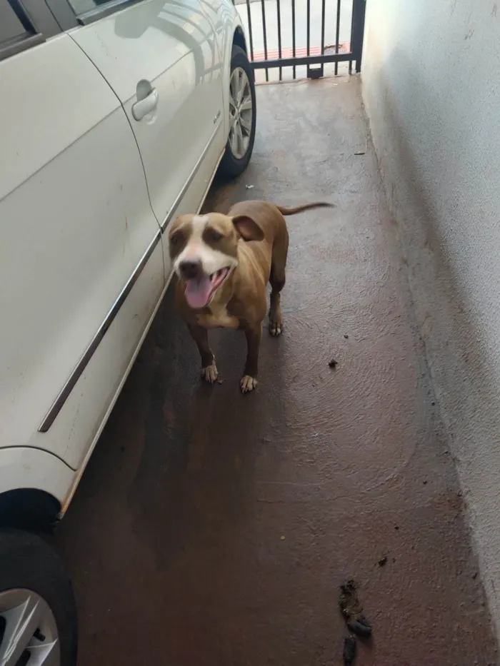 Cachorro ra a Pit-Bull idade 2 anos nome Mery Jane